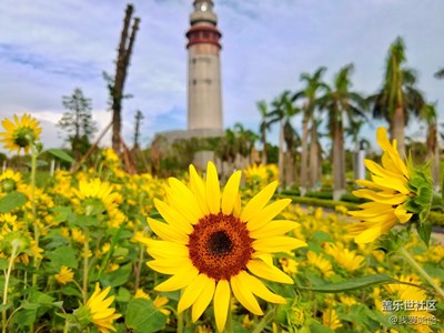 【帶著手機去撒歡兒】+尋找開滿向日葵的國慶節(jié)