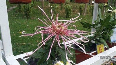 傲霜秋菊，爭奇斗艷！