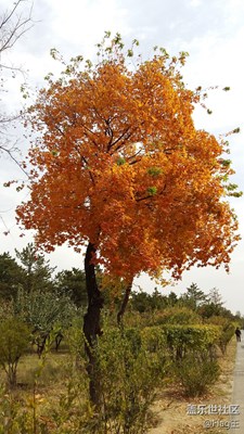 國慶游云岡石窟，三星老版A5