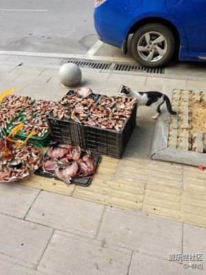 一只偷魚吃的貓??