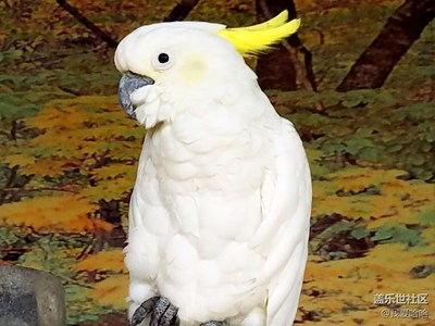 【別樣的國慶】+廈門+鼓浪嶼琴園看鸚鵡