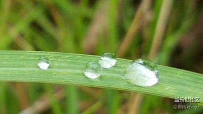 【帶著手機去撒歡兒】水珠