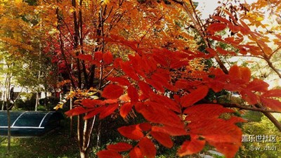 秋天的景色就是讓拍照消費(fèi)的。