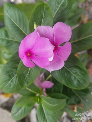 頑強(qiáng)的野花