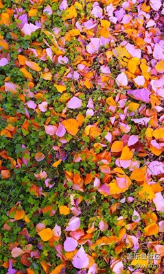 抬頭苦苦尋覓，其實美景就在大地。????