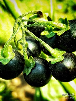 【一葉知秋】+哈爾濱+金秋發(fā)令者