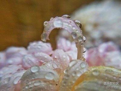 【一葉知秋】+北京+菊之獨(dú)舞