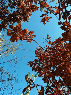 深秋的歌聲是蔚藍(lán)領(lǐng)唱的。