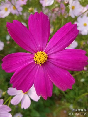 曬幾張野花 求指導(dǎo)