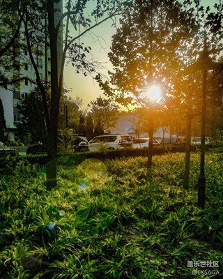 穿透樹林的陽光