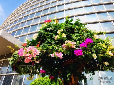 含芯紅三葉，臨風(fēng)絕一城。--三角梅