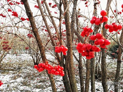 紅妝素裹，分外妖嬈。