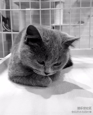 【黑白影像】+北京+倔強(qiáng)的貓