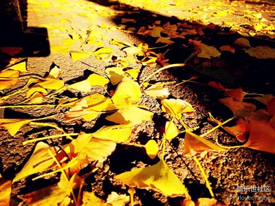 秒殺銀杏大道——@三里屯東五街 by S7 edge+C9 Pro