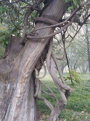 藤纏樹(shù)