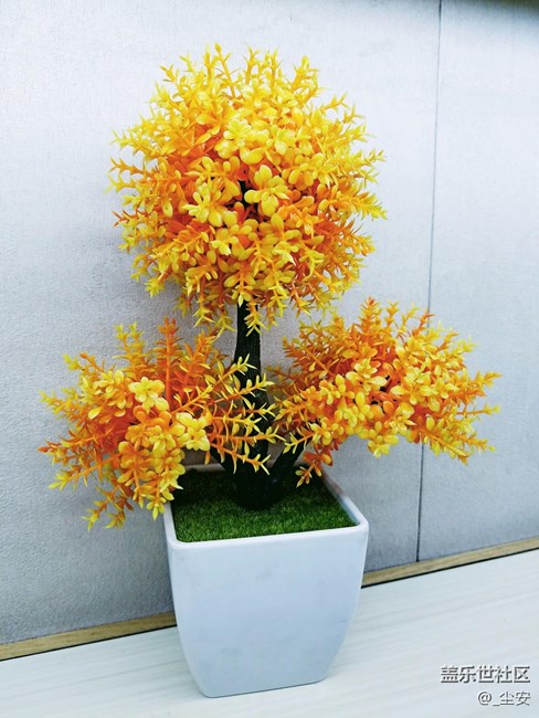 【攝影】日常隨拍，藝術(shù)之花