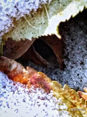 初冬大地之午餐“愛(ài)的結(jié)晶”。????