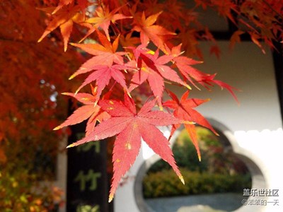 這才是秋天的范  “紅” +“黃”