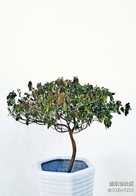 平時(shí)拿手機(jī)隨拍的。