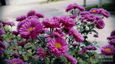 賞菊