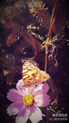 細(xì)嗅薔薇。