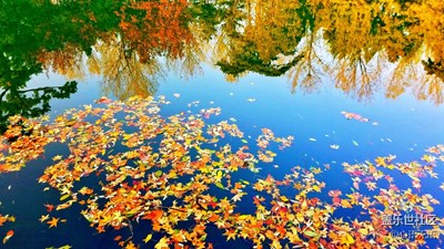 【S7】一池秋水，一影秋，一池落英，一世情