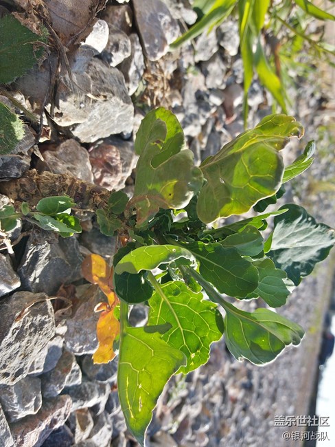 c7拍照評測