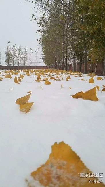 下雪了，s7edge隨手一拍