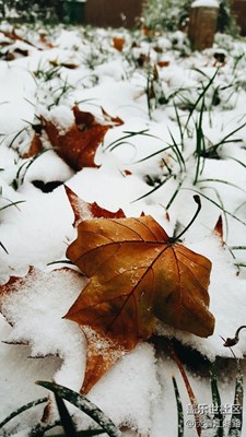 都是想要的雪