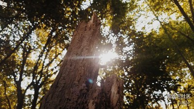 【霜葉紅于二月花】+福建+林中暖陽(yáng)