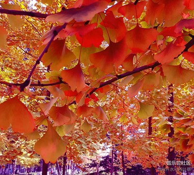 【霜葉紅于二月花】+北京+校園園林