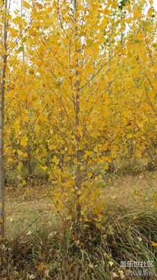 【霜葉紅于月花】+伊寧+秋之韻