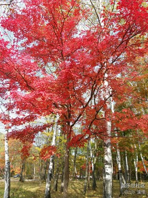 【霜葉紅于二月花】+蛟河+美醉了！