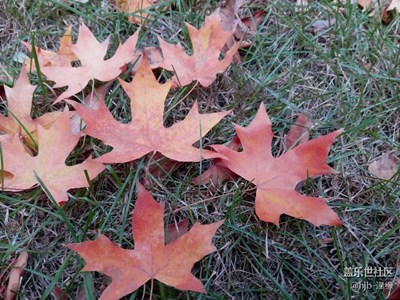 【霜葉紅于二月花】+哈爾濱+庭院拾秋