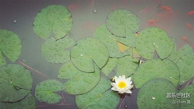 蓮