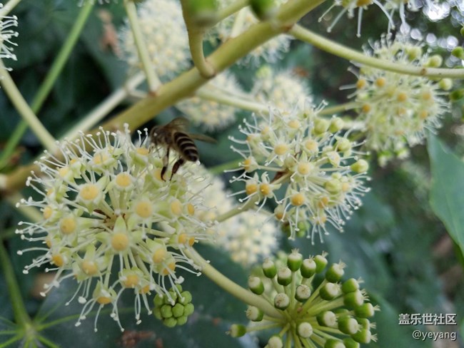 今天在中山公園拍一些照片，還想看看7.0對相機優(yōu)化