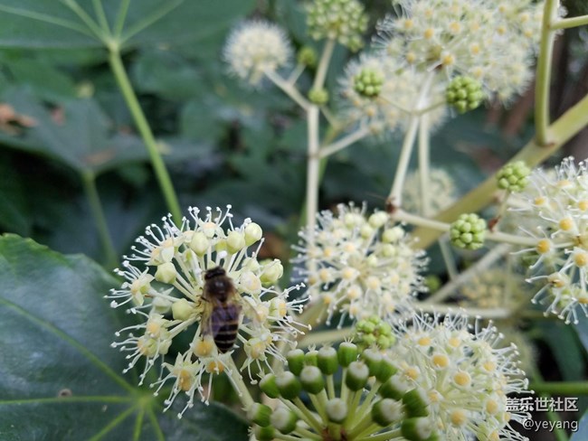 今天在中山公園拍一些照片，還想看看7.0對相機優(yōu)化