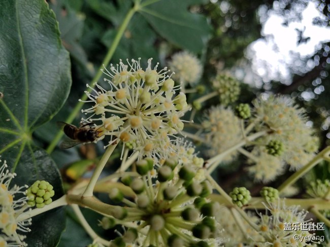 今天在中山公園拍一些照片，還想看看7.0對相機優(yōu)化