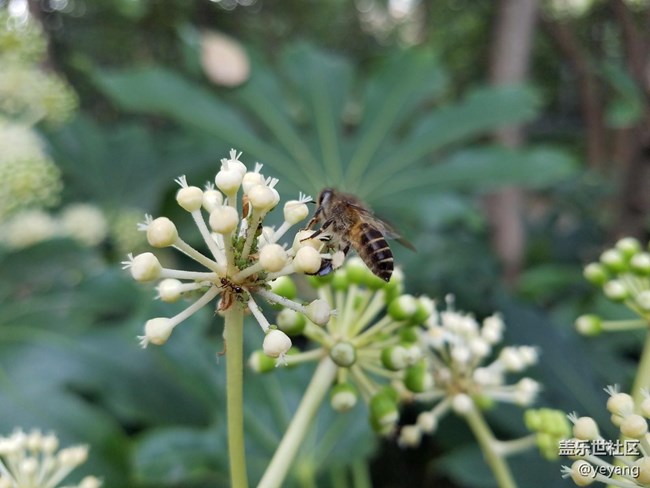 今天在中山公園拍一些照片，還想看看7.0對相機優(yōu)化