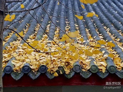 落葉，殘荷