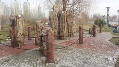 億萬年前的硅化木重見天日