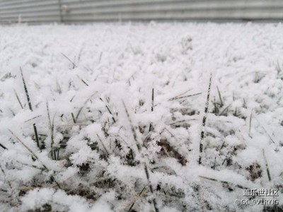 今天廊坊下雪了，