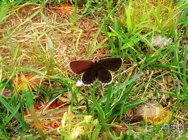 The small spirit of black butterfly