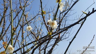 梅花