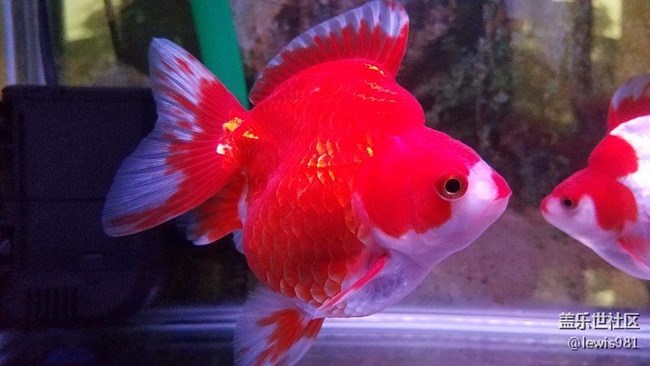 一天到晚游泳的魚