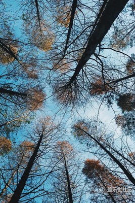 【冬天的顏色】+福鼎+人生如樹(shù)