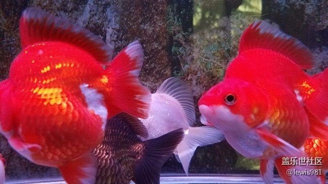 一天到晚游泳的魚