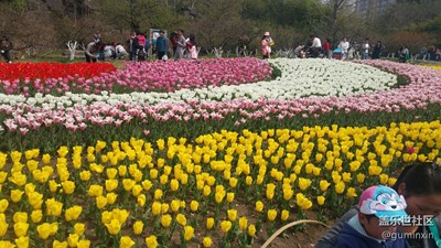 上海大寧公園月季展1