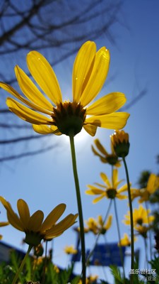 你是風(fēng)兒我是沙