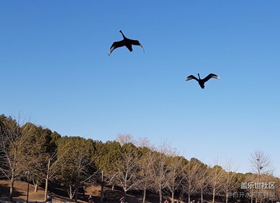【家鄉(xiāng)美】+北京+圓明園里的天鵝和鳥